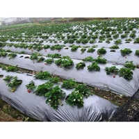 120gsm Plastic Mulching Roll - Hardness: Rigid