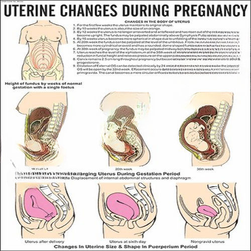 Nursing Charts