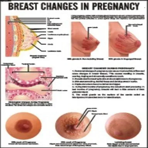 INC01  Breast Changes in Pregnancy