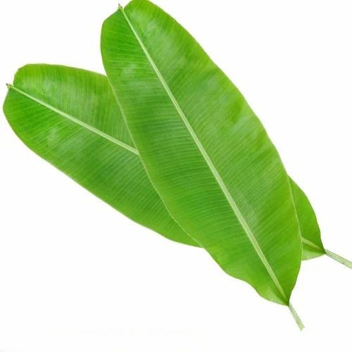 Green Fresh Banana Leaf