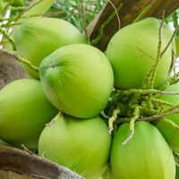 Fresh Tender Coconut - Organic Whole Green Young Coconut | Fresh Round Shape, Whole Husk