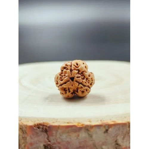 Rudraksha 3 Mukhi Nepali Rudhraksha