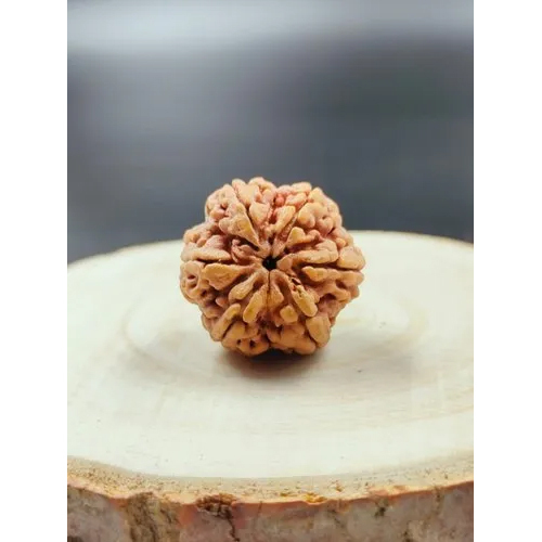 6 Mukhi Nepali Rudhraksha