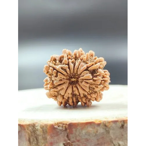 11 Mukhi Nepali Rudhraksha