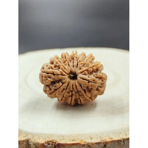 13 Mukhi Rudraksha Nepali