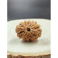 13 Mukhi Rudraksha Nepali - Shape: Round/oval