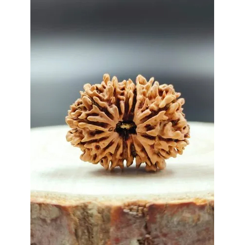 14 Mukhi Rudraksha Nepali