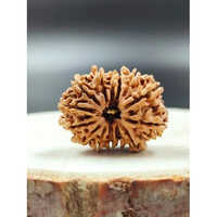 14 Mukhi Rudraksha Nepali - Shape: Round/oval