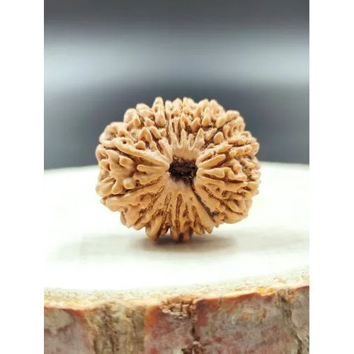 15 Mukhi Rudraksha Nepali