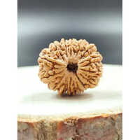 15 Mukhi Rudraksha Nepali - Occasion: Religious