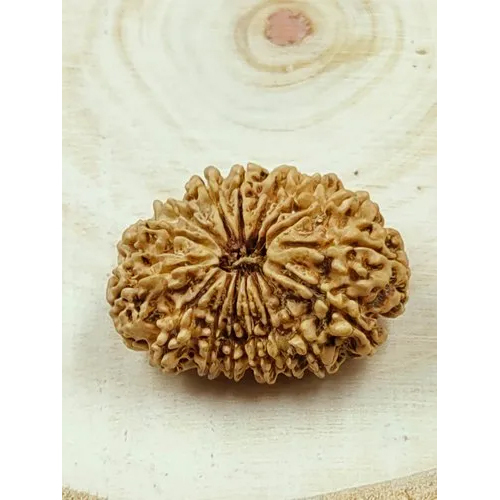 16 Mukhi Rudraksha Nepali