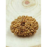 16 Mukhi Rudraksha Nepali - Shape: Round/oval