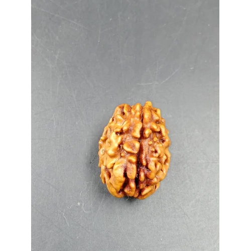 1 Mukhi Rudraksha Himalayan