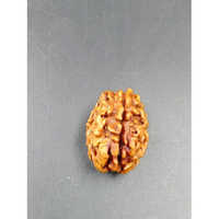 1 Mukhi Rudraksha Himalayan - Occasion: Religious