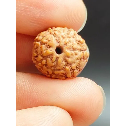 7 Mukhi Rudraksha Indonesia