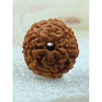 8 Mukhi Rudraksha Indonesia - Shape: Round/oval