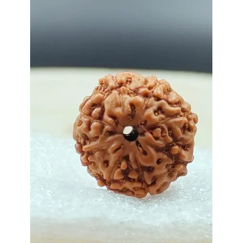 9 Mukhi Rudraksha Indonesia