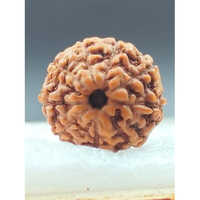 11 Mukhi Rudraksha Indonesia - Occasion: Traditional