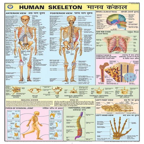 DMN001 Human Skeleton