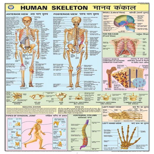 DMN001 Human Skeleton