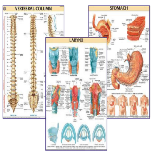 DMN003 Different Types of Vertebra Atlas