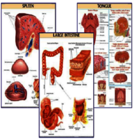 DMN003 Different Types of Vertebra Atlas