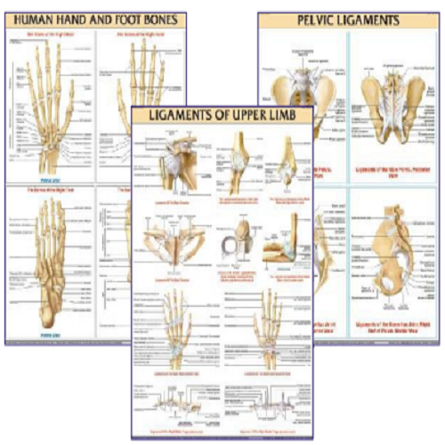 DMN004 Different Types of Vertebra Axis