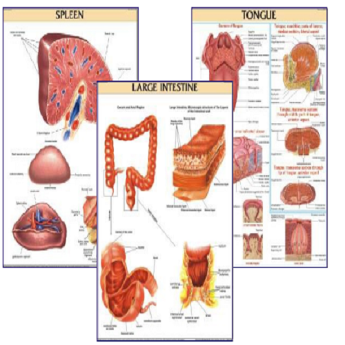 DMN007 Different Types of Vertebra Lumbar