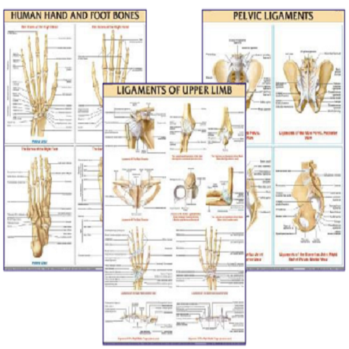 DMN008 Different Types of Arm Bones