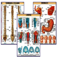 DMN012 Human Hand and Foot Bones