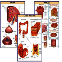 DMN019 Bone Structure and Formation