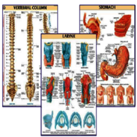 DMN019 Bone Structure and Formation