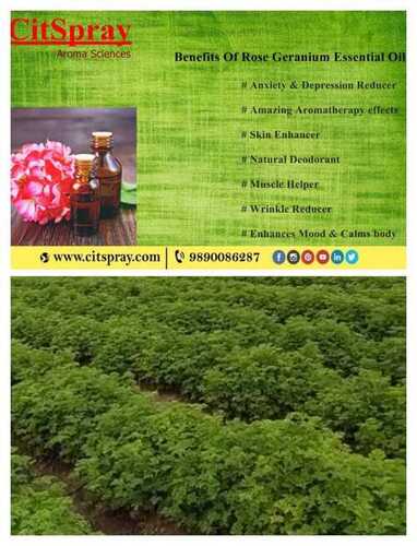 Organic Geranium Oil