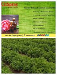 Organic Geranium Oil