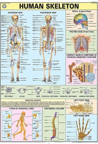 Hp01s The Skeleton