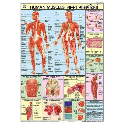 Hp02s Human Muscles at Best Price in Pune, Maharashtra | Elite Plus