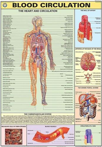 Human Physiology charts