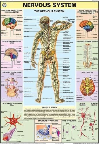 HP04S Nervous System