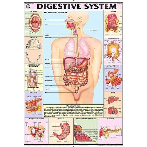 Hp05s Digestive System