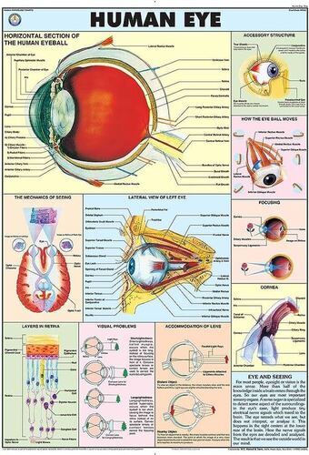 Human Physiology charts