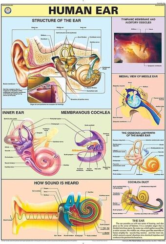 Human Physiology charts