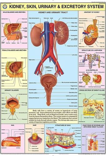 Human Physiology charts