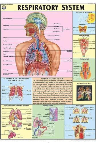 HP09S The Respiratory System