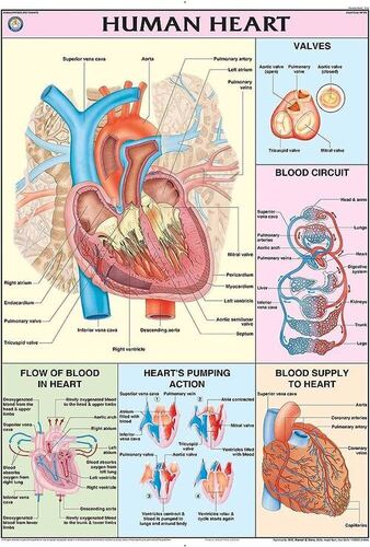 Human Physiology charts