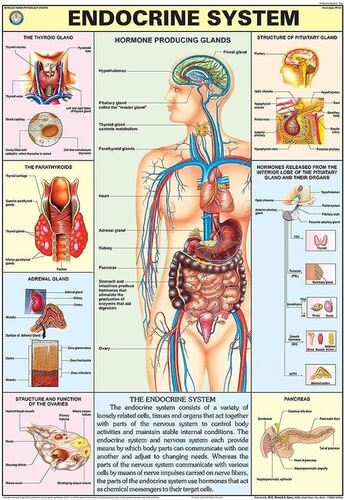 HP11S Endocrine System