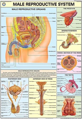 HP12S Male Reproductive System