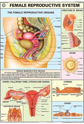 Human Physiology charts