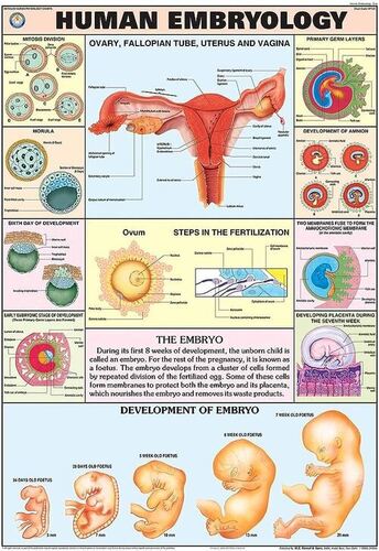 Human Physiology charts