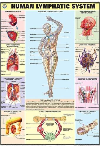 Hp15s Lymphatic System