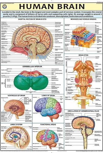 Hp16s Human Brain